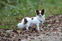 Étalon Chihuahua - Nivea (Sans Affixe)
