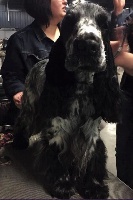 Étalon Cocker Spaniel Anglais - Moon light sérénade des années folles
