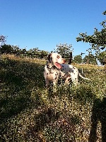Étalon Dalmatien - Barbarroja de dalmaran