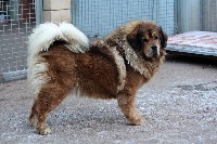 Étalon Dogue du Tibet - tseepo Umako zihao
