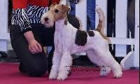 Étalon Fox Terrier Poil Dur - CH. Eclair Du clos des amoureux