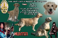 Étalon Golden Retriever - TR. Dee dee mccall Du mazage de mascayenne