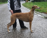 Étalon Greyhound - Cordoba dell attimo fuggente