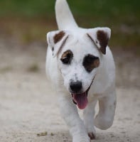 Étalon Jack Russell Terrier - Meetic Du Haut Atlas