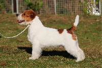 Étalon Jack Russell Terrier - CH. Seven dwarfs di sutri
