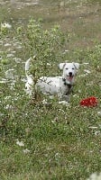 Étalon Jack Russell Terrier - Jaia dite java De Pitchoun Can