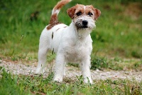 Étalon Jack Russell Terrier - zolotaya korona Unika stella nordica