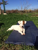 Étalon Jack Russell Terrier - Maya De la plaine des oliviers