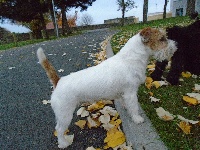Étalon Jack Russell Terrier - Ismo des Apollons de Garras
