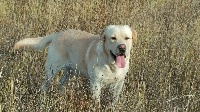 Étalon Labrador Retriever - Minos Des Yeux Doux