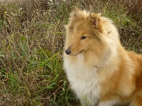 Étalon Shetland Sheepdog - Louhanne blondy Du Val Pontois