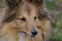 Étalon Shetland Sheepdog - Mélissandre kuan-yin Dame Vanoise Peint La Boheme