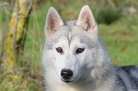Étalon Siberian Husky - Nova borealis of Arctic Wolf Dream 