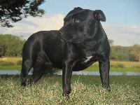 Étalon Staffordshire Bull Terrier - Maya De La Contrée Du Chien Aimé