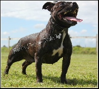 RB00014846 'Staffordshire Bull Terrier' boÃ®te de bague de fianÃ§ailles 