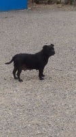 Étalon Staffordshire Bull Terrier - Lili Des Sources De La Liane