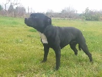 Étalon Staffordshire Bull Terrier - J'kenya De La Ronce Des Hautures