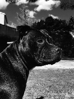 Étalon Staffordshire Bull Terrier - Lotus black Of Alfa Doggies Group