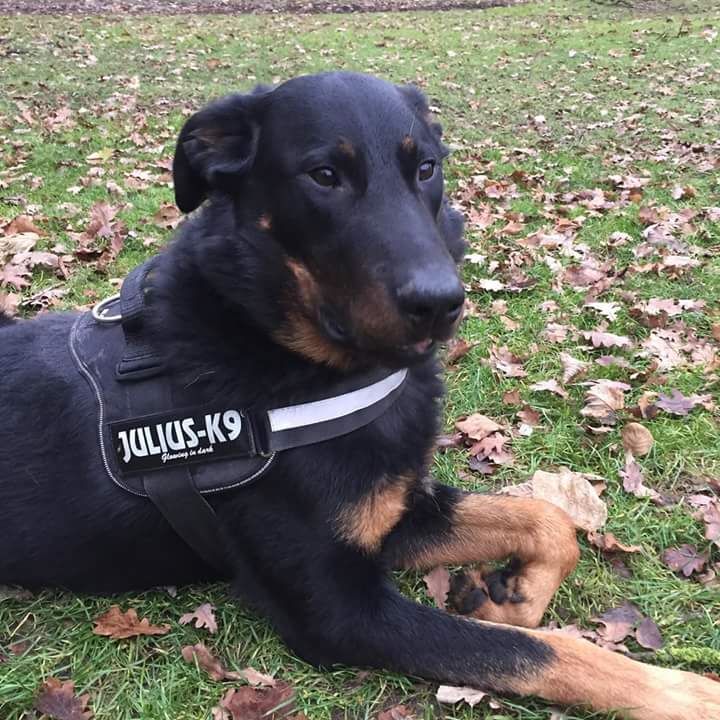 Malko L'ami De La Campagne