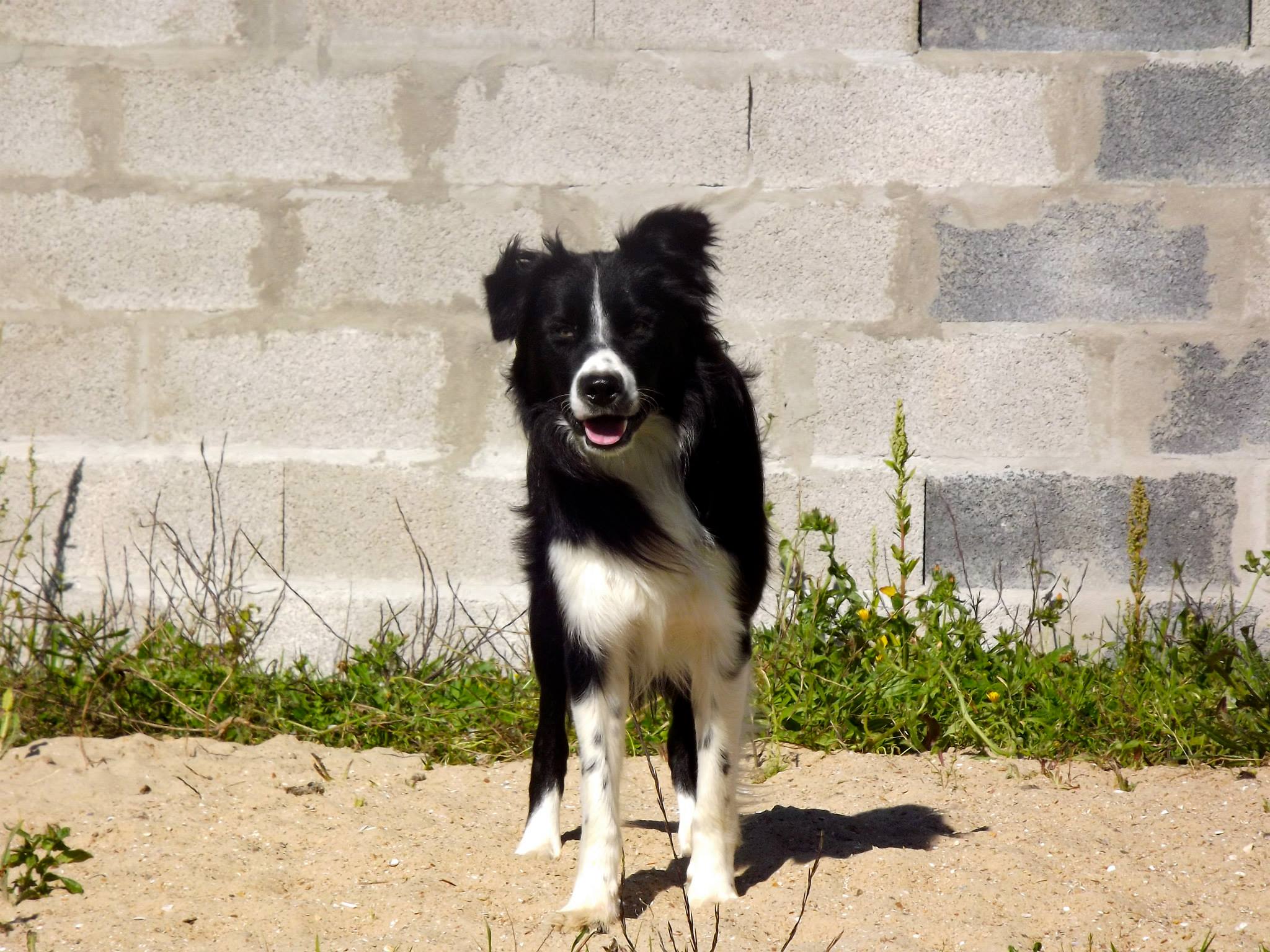 Les Border Collie de l'affixe   De La Mesta Pastores