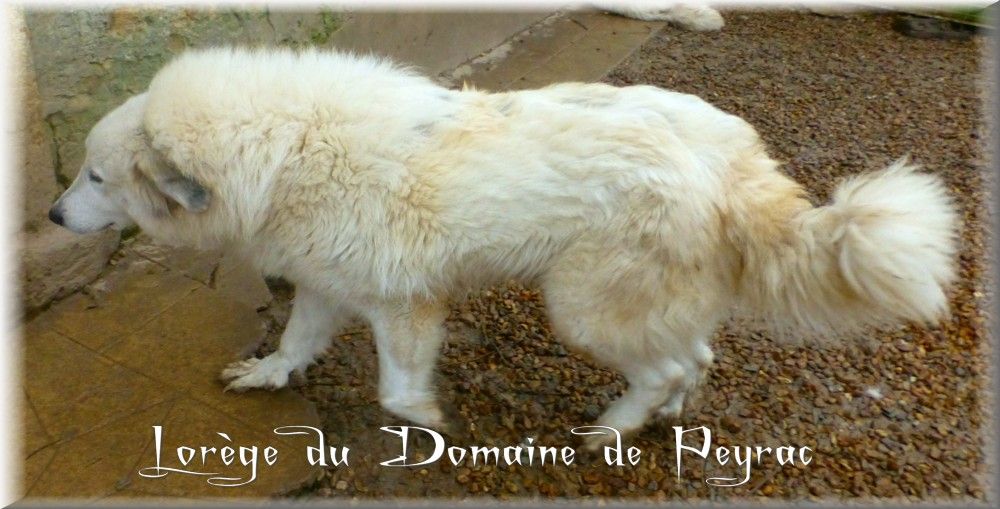 Lorege du Domaine de Peyrac