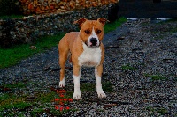 Étalon American Staffordshire Terrier - Lewis De L'Empreinte De Dog'star