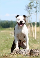 Étalon American Staffordshire Terrier - Francia De la Maison d'Este