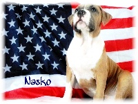 Étalon American Staffordshire Terrier - Nasko Des Etoiles D'Amerique