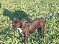 Étalon American Staffordshire Terrier - Holtzenka du grand Molosse