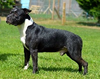 Étalon American Staffordshire Terrier - Enrico long step