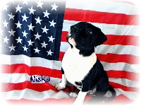 Étalon American Staffordshire Terrier - Niska Des Etoiles D'Amerique