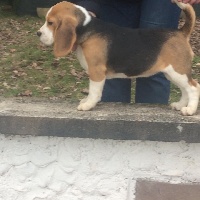 Étalon Beagle - Noisette du mont de la Nonnenhardt