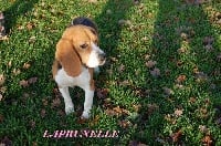 Étalon Beagle - La'prunelle (Sans Affixe)