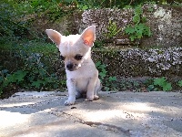 Étalon Chihuahua - Nero (Sans Affixe)