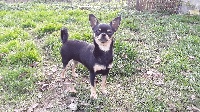 Étalon Chihuahua - Misty dream Of Little Dog's Paradise
