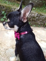 Étalon Chihuahua - Nalha jaelle black (Sans Affixe)
