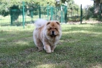 Étalon Chow Chow - Léa olala Du Temple Des Songshi Quan