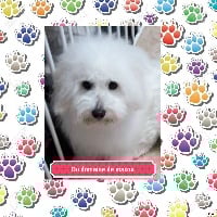 Étalon Coton de Tulear - Miss molly De la vanille bourbon