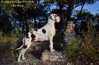 Étalon Dogue allemand - Lady-white des Joyaux d'Allythelia