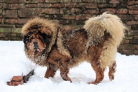 Étalon Dogue du Tibet - tseepo Uma zenjiro