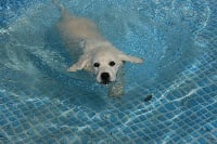 Étalon Golden Retriever - Magie du moulin de l'Auray