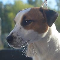 Étalon Jack Russell Terrier - Aces full of kings de zeldrack