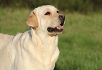 Étalon Labrador Retriever - Lovely Du clos de nissa-bella