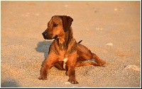 Étalon Rhodesian Ridgeback - Lewa De La Voie Douce