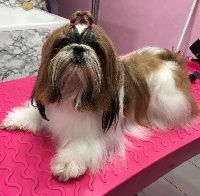 Étalon Shih Tzu - Li lee may de gibedemeaux (Sans Affixe)