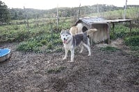 Étalon Siberian Husky - Farah girl De la vallee de morava