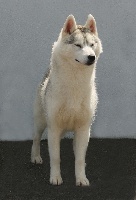 Étalon Siberian Husky - Just a pearl of Nordic Forest