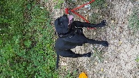 Étalon Staffordshire Bull Terrier - Blazing Blacks Lutèce