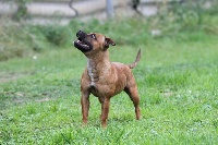 Étalon Staffordshire Bull Terrier - Mystick falls Angel Of War