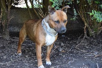 Étalon Staffordshire Bull Terrier - Maya (Sans Affixe)